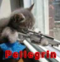 Pellegrin