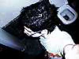 Impennato