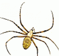 markspiders